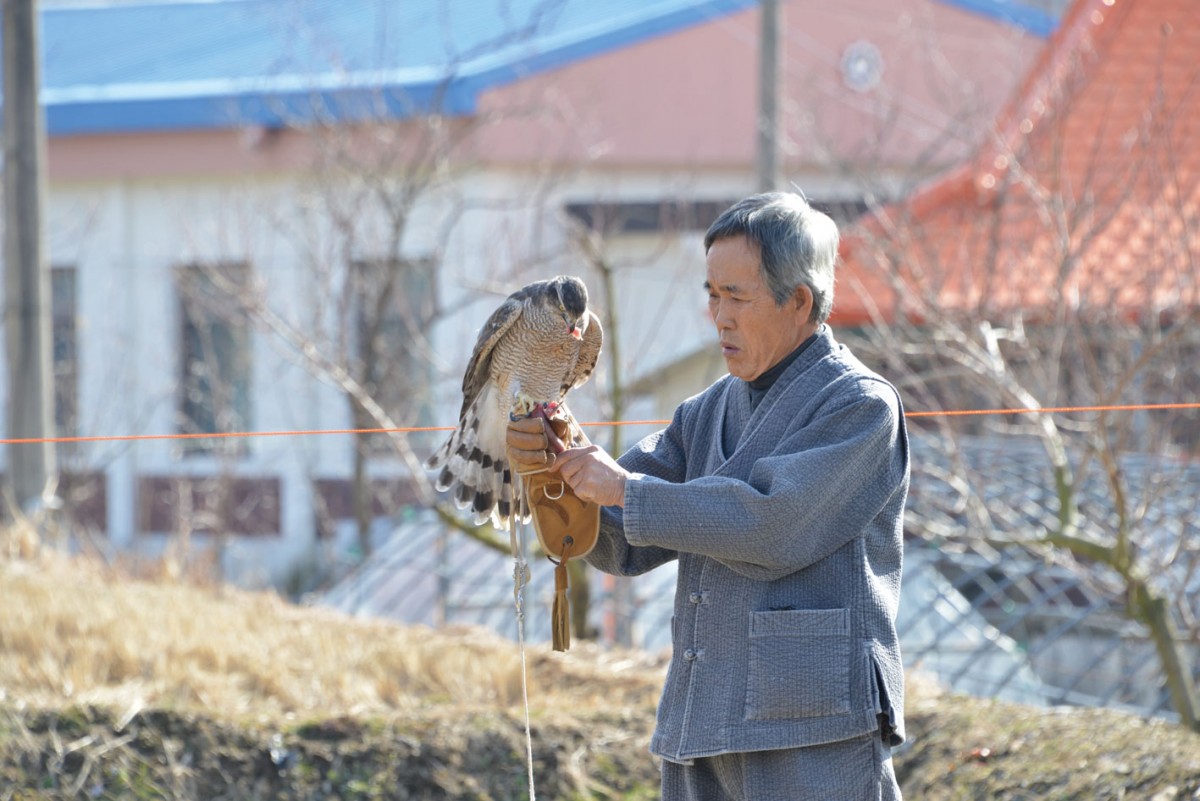 매사냥 응사